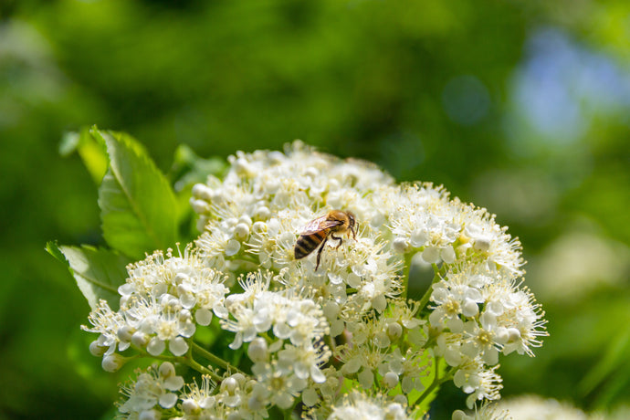 The Power of Pollinators: Spring &amp; Summer Edition 🌸🐝